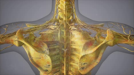 Complete-close-up-view-of-the-Skeletal-System-with-transparent-body